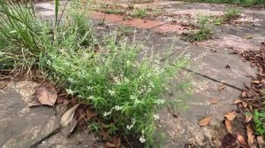 Polygala panikulata (Akar wangi, Jukut rindik, Sasapuan, Katumpang Lemah, Hierba del colico, Esans Fragile). Bu bitki yılan ısırıklarına ve blenorrhagialara karşı ilaç olarak kullanılır.
