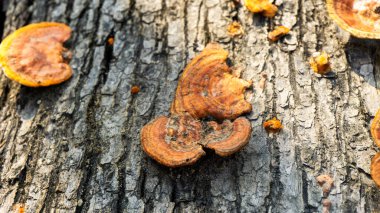 Ganoderma, ağaç gövdesinde bulunan Ganodermataceae familyasından bir polipore mantar cinsidir. Bazen ilaç olarak kullanılır.