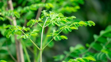 Kelor (merunggai, Moringa oleifera, but ağacı, yabanturpu ağacı, malunggay) yaprakları. Bu bitkinin yaprakları genellikle yemek ve geleneksel ilaçlar için kullanılır.