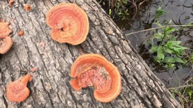 Ganoderma, ağaç gövdesinde bulunan Ganodermataceae familyasından bir polipore mantar cinsidir. Bazen ilaç olarak kullanılır.