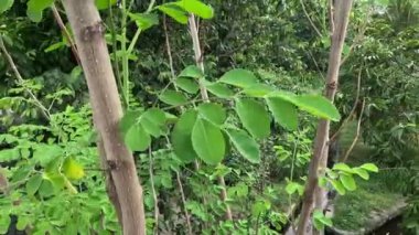 Kelor (merunggai, Moringa oleifera, but ağacı, yabanturpu ağacı, malunggay) yaprakları. Bu bitkinin yaprakları genellikle yemek ve geleneksel ilaçlar için kullanılır.