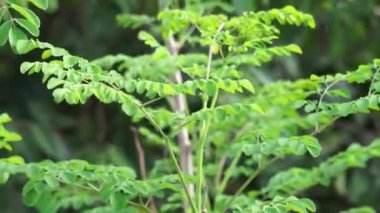 Kelor (merunggai, Moringa oleifera, but ağacı, yabanturpu ağacı, malunggay) yaprakları. Bu bitkinin yaprakları genellikle yemek ve geleneksel ilaçlar için kullanılır.