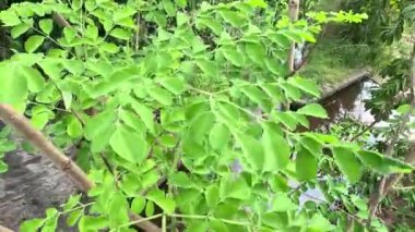 Kelor (merunggai, Moringa oleifera, but ağacı, yabanturpu ağacı, malunggay) yaprakları. Bu bitkinin yaprakları genellikle yemek ve geleneksel ilaçlar için kullanılır.