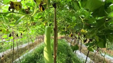 Benincasa hispida (sarışın, labu air, Benincasa hispida, balmumu kabağı, kül kabağı) ağaçta. Olgunlaşınca sebze gibi yenir.