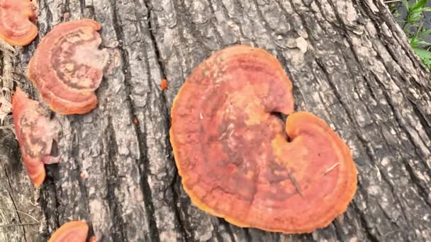 Ganoderma Gênero Fungos Poliporos Família Ganodermataceae Encontrados Tronco Árvore Vezes — Vídeo de Stock