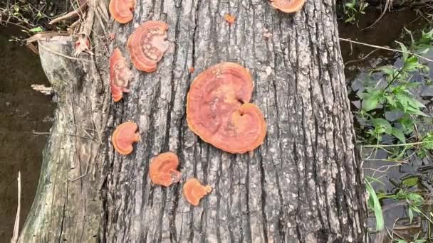 Ganoderma Genus Polypore Fungi Family Ganodermataceae Found Trunk Tree Sometimes — Stock Video