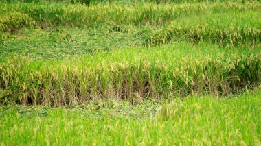 Pirinç, şiddetli rüzgar ve sel nedeniyle tarlalarda çöktü.