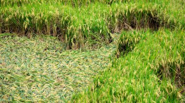 Pirinç, şiddetli rüzgar ve sel nedeniyle tarlalarda çöktü.