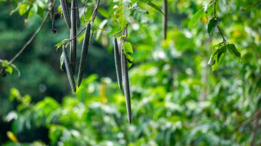 Wrightia ergenleri (Mentaok, Mentaos, Bintaos) bitkisi. Bu bitki küçük bir ağaca dönüşür ama aynı zamanda çiçek ve meyve de bir çalıya dönüşür.