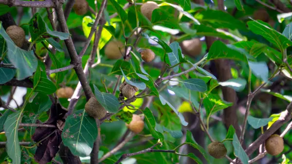 Nauclea latifolia, Afrika şeftalisi olarak da bilinir.. 