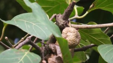 Nauclea latifolia, Afrika şeftalisi olarak da bilinir.. 
