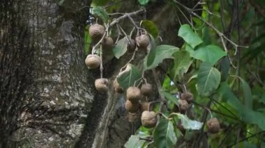Nauclea latifolia, Afrika şeftalisi olarak da bilinir.. 