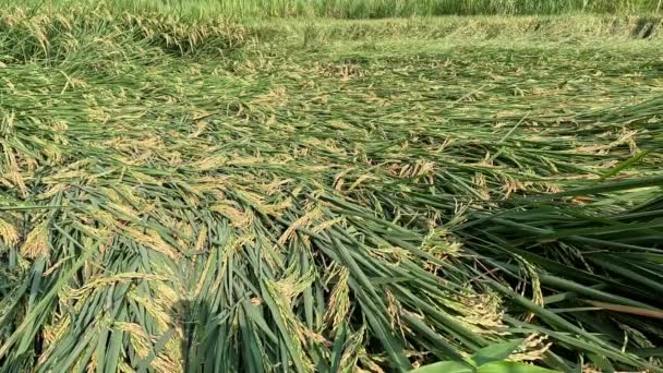 Rýže Zhroutila Polích Kvůli Silným Větrům Záplavám — Stock video