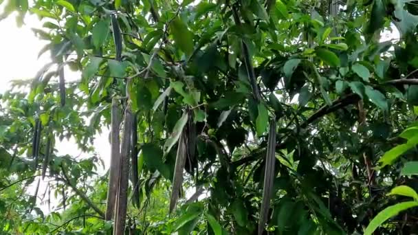 Zakład Wrightia Pubescens Mentaok Mentaos Bintaos Roślina Rośnie Małe Drzewo — Wideo stockowe