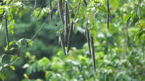 Рослина Wrightia Pubescens Mentaok Mentaos Bintaos Рослина Виростає Маленьке Дерево — стокове відео