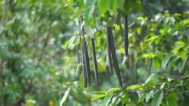 ライトティア病原体 メンタク メンタオス ビンタゴス この植物は小さな木に成長しますが 低木として花や果物も成長します — ストック動画