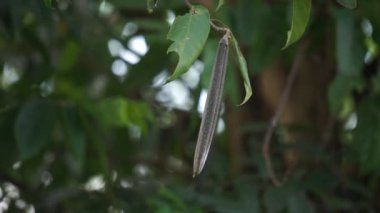 Wrightia ergenleri (Mentaok, Mentaos, Bintaos) bitkisi. Bu bitki küçük bir ağaca dönüşür ama aynı zamanda çiçek ve meyve de bir çalıya dönüşür.