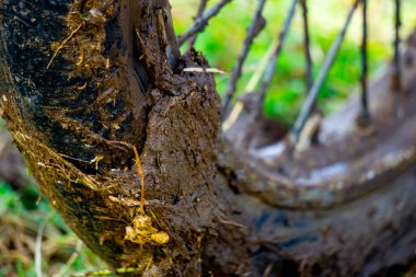 Motosiklet lastikleri kalın çamur ve kuru çimenle kaplıydı.