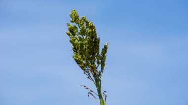 Sorghum bicolor (Cantel, gandrung, büyük darı, süpürge, gine mısır). Tahıllar insan yiyeceği olarak kullanılıyor ve likör, hayvan yemi ya da biyobazlı etanol yapımında kullanılıyor. Sorghum taneleri glütensizdir.