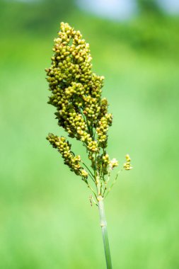 Sorghum bicolor (Cantel, gandrung, büyük darı, süpürge, gine mısır). Tahıllar insan yiyeceği olarak kullanılıyor ve likör, hayvan yemi ya da biyobazlı etanol yapımında kullanılıyor. Sorghum taneleri glütensizdir.