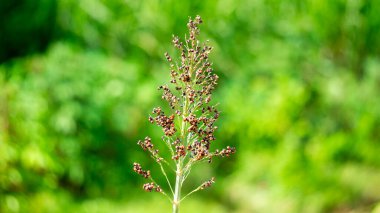 Sorghum bicolor (Cantel, gandrung, büyük darı, süpürge, gine mısır). Tahıllar insan yiyeceği olarak kullanılıyor ve likör, hayvan yemi ya da biyobazlı etanol yapımında kullanılıyor. Sorghum taneleri glütensizdir.