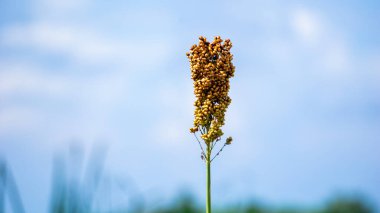 Sorghum bicolor (Cantel, gandrung, büyük darı, süpürge, gine mısır). Tahıllar insan yiyeceği olarak kullanılıyor ve likör, hayvan yemi ya da biyobazlı etanol yapımında kullanılıyor. Sorghum taneleri glütensizdir.