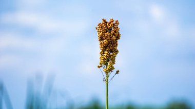 Sorghum bicolor (Cantel, gandrung, great millet, broomcorn, guinea corn). The grain finds use as human food, and for making liquor, animal feed, or bio-based ethanol. Sorghum grain is gluten free clipart