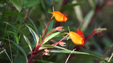 Bolivya Günbatımı (hardy gloxinia, Seemannia sylvatica, Seemannia, Fritschiantha Kuntze, Gloxinia sylvatica). Seemannia, Gesneriaceae familyasından bir bitki cinsidir.