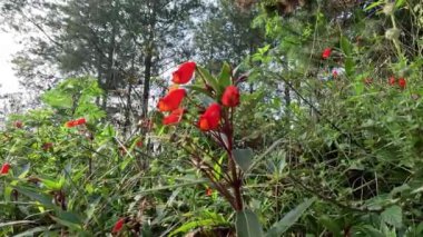 Bolivya Günbatımı (hardy gloxinia, Seemannia sylvatica, Seemannia, Fritschiantha Kuntze, Gloxinia sylvatica). Seemannia, Gesneriaceae familyasından bir bitki cinsidir.