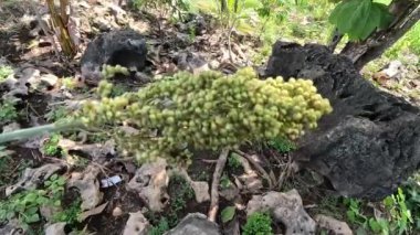 Sorghum bicolor (Cantel, gandrung, büyük darı, süpürge, gine mısır). Tahıllar insan yiyeceği olarak kullanılıyor ve likör, hayvan yemi ya da biyobazlı etanol yapımında kullanılıyor. Sorghum taneleri glütensizdir.