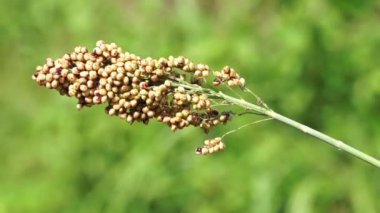 Sorghum bicolor (Cantel, gandrung, büyük darı, süpürge, gine mısır). Tahıllar insan yiyeceği olarak kullanılıyor ve likör, hayvan yemi ya da biyobazlı etanol yapımında kullanılıyor. Sorghum taneleri glütensizdir.