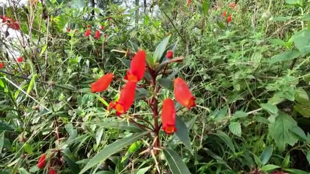 ボリビアのサンセット ハードディシンシア セメマンニアシルバチカ セメマンニア フリッシャンタ クンゼ グロキシニアシルバチカ セメナニアは開花植物ファミリージェスネリアの新しい世界遺伝子です — ストック動画
