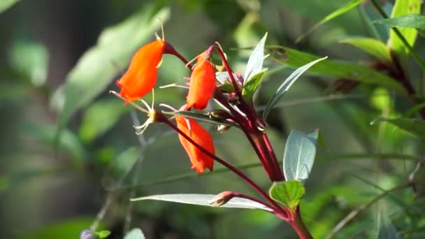 ボリビアのサンセット ハードディシンシア セメマンニアシルバチカ セメマンニア フリッシャンタ クンゼ グロキシニアシルバチカ セメナニアは開花植物ファミリージェスネリアの新しい世界遺伝子です — ストック動画
