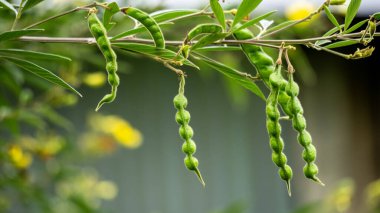 Güvercin bezelyesi (Gude, kacang gude, kacang kayo, kacang bali, Cajanus cajan, kırmızı gram, tur, pwa kongo, gungo bezelye) doğal bir arka plan ile yapraklar