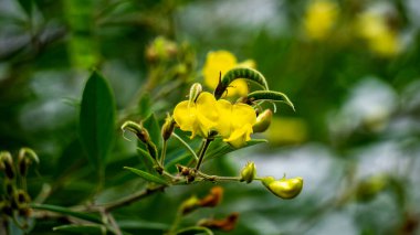 Güvercin bezelyesi (Gude, kacang gude, kacang kayo, kacang bali, Cajanus cajan, kırmızı gram, tur, pwa kongo, gungo bezelye) doğal bir arka plan ile yapraklar