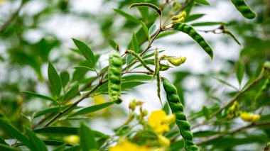 Güvercin bezelyesi (Gude, kacang gude, kacang kayo, kacang bali, Cajanus cajan, kırmızı gram, tur, pwa kongo, gungo bezelye) doğal bir arka plan ile yapraklar