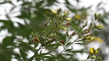 Güvercin bezelyesi (Gude, kacang gude, kacang kayo, kacang bali, Cajanus cajan, kırmızı gram, tur, pwa kongo, gungo bezelye) doğal bir arka plan ile yapraklar