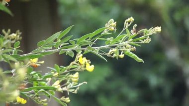 Güvercin bezelyesi (Gude, kacang gude, kacang kayo, kacang bali, Cajanus cajan, kırmızı gram, tur, pwa kongo, gungo bezelye) doğal bir arka plan ile yapraklar