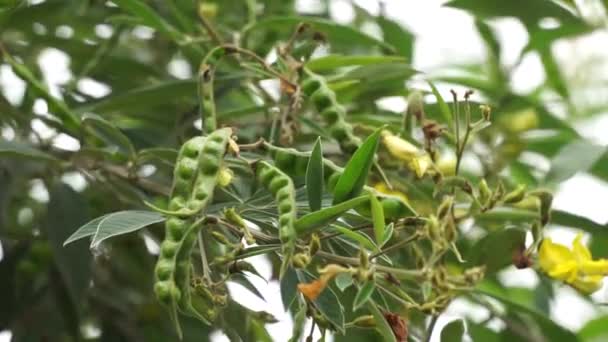 Kacang Merpati Gude Kacang Gude Kacang Kayo Kacang Bali Cajanus — Stok Video