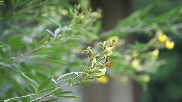 Gołąb Gude Kacang Gude Kacang Kayo Kacang Bali Cajanus Cajan — Wideo stockowe