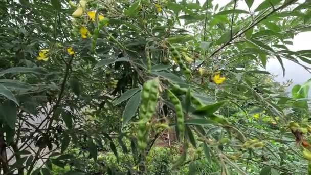 Pigeon Pea Gude Kacang Gude Kacang Kayo Kacang Bali Cajanus — Vídeo de Stock