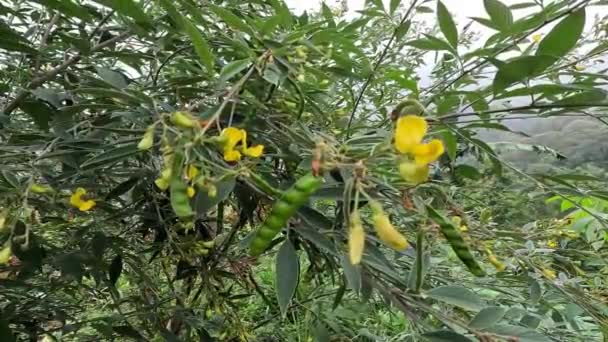 Güvercin Bezelyesi Gude Kacang Gude Kacang Kayo Kacang Bali Cajanus — Stok video