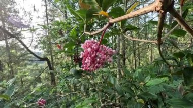 Medinilla speciosa (Parijata, Parijoto, Şov Asyalı Üzümler). Meyve önemli düzeyde antioksidan ve beta-karoten içerir. Bu yüzden hamilelik verimliliğini arttırdığına inanılır.