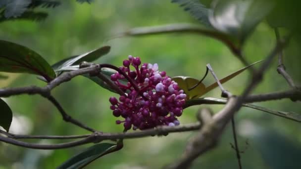 Medinilla Speciosa Parijata Parijoto Showy Asian Grapes Fruit Contains Significant — Stock Video