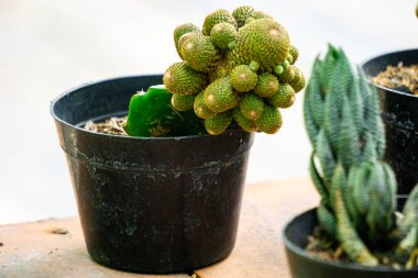 Kaktüs (kaktüs, kaktüs, leuchtenbergiaceae) tencerede. Kaktüs, bitki familyasının bir üyesidir.