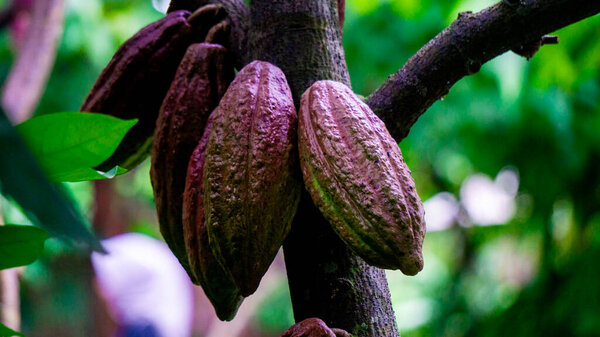 Теоброма какао (какао, какао, коклат). Его семена, какао-бобы, используются для производства шоколадного ликера, какао-твердых веществ, какао-масла и шоколада