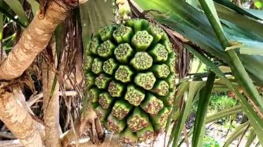 Kokulu Screwpine çiçeği (Pandanus fascicularis, Pandanus odorifer, Pandanus tectorius) doğa arka planına sahiptir..