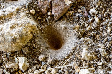 Antlion (Undur-undur) holes in the ground. These anmals are a group of about 2,000 species of insect in the neuropteran family Myrmeleontidae clipart