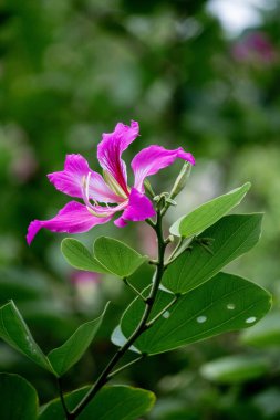 Bauhinia purpurea (Mor bauhinia, orkide ağacı, khairwal, karar) çiçeği. Hint tıbbında yapraklar öksürük tedavisinde kullanılır. Kabuk ise salgı bezlerinde kullanılır.