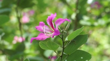 Bauhinia purpurea (Mor bauhinia, orkide ağacı, khairwal, karar) çiçeği. Hint tıbbında yapraklar öksürük tedavisinde kullanılır. Kabuk ise salgı bezlerinde kullanılır.